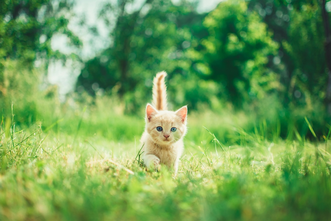 Ученые вычислили продолжительность жизни разных пород кошек