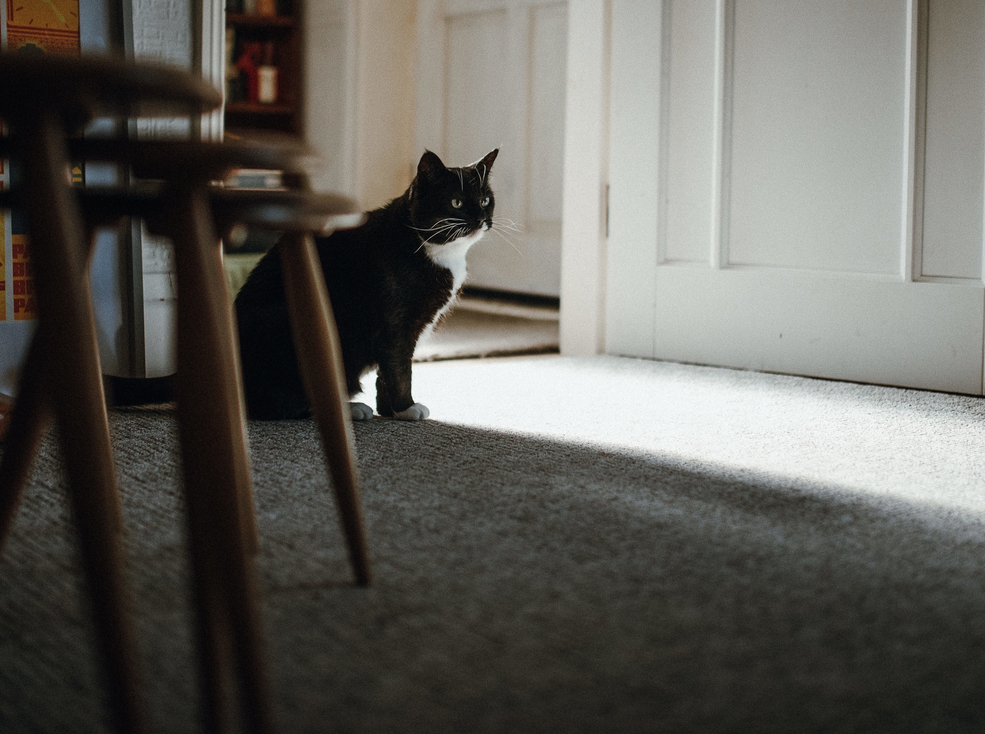 Доцент Меликова: на короткое время кошка может остаться дома одна